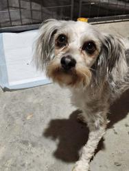 Found/Stray Female Dog last seen Quail Ln and Colquit in Terrell Tx, Terrell, TX 75160