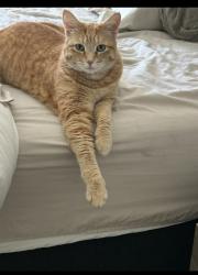 Lost Female Cat last seen Adolfo/Lewis, Camarillo, CA 93010