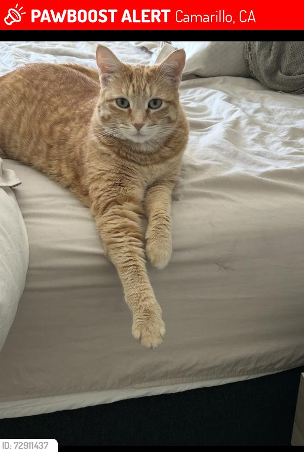 Lost Female Cat last seen Adolfo/Lewis, Camarillo, CA 93010