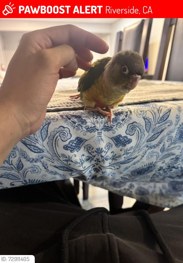 Lost Unknown Bird last seen Near daytona ave, Riverside, Ca, Riverside, CA 92503