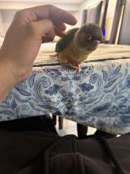 Lost Unknown Bird last seen Near daytona ave, Riverside, Ca, Riverside, CA 92503