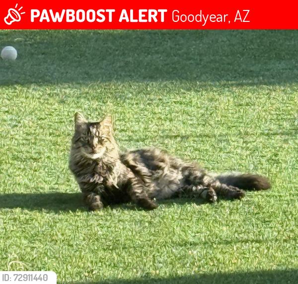 Lost Female Cat last seen N 152ND AVE, W MEADOWBROOK AVE, Goodyear, AZ 85395