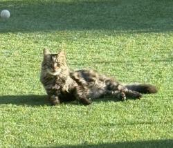 Lost Female Cat last seen N 152ND AVE, W MEADOWBROOK AVE, Goodyear, AZ 85395