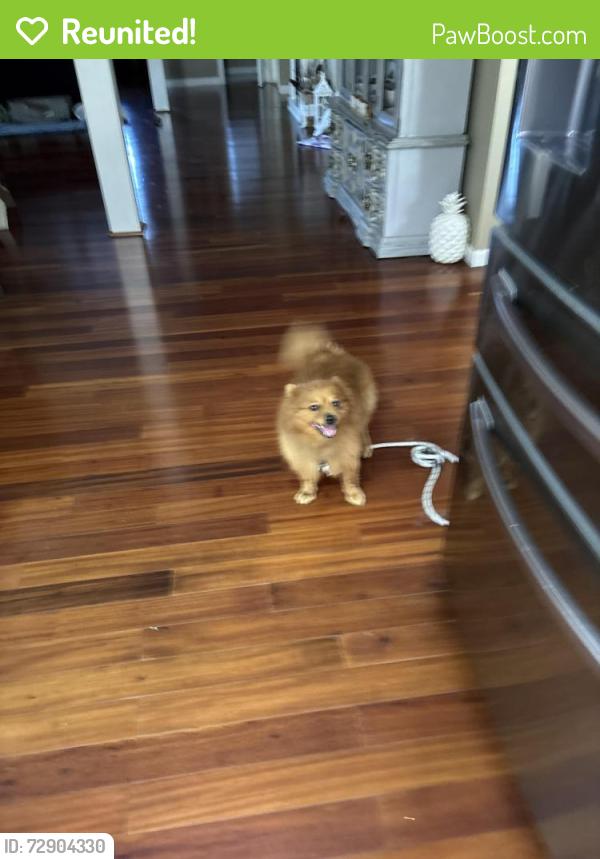 Reunited Male Dog last seen Ridge road, park boulevard , Seminole, FL 33772