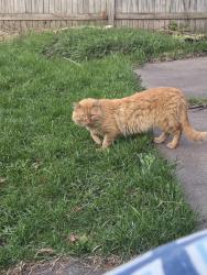 Found/Stray Unknown Cat last seen Geranium Ave E and Walsh, Saint Paul, MN 55106
