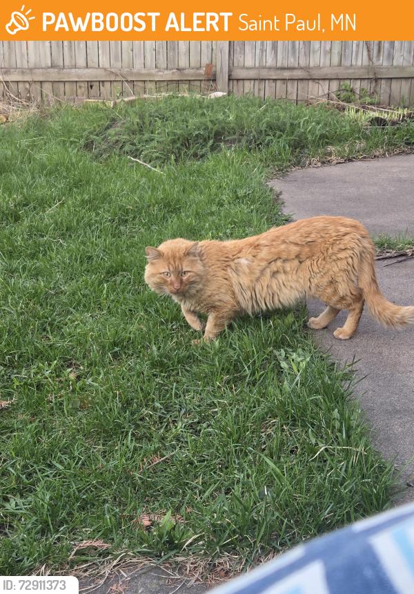Found/Stray Unknown Cat last seen Geranium Ave E and Walsh, Saint Paul, MN 55106