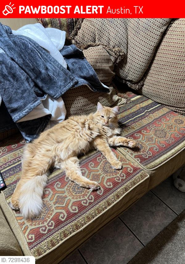 Lost Male Cat last seen Doubletree , Austin, TX 78750
