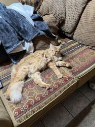 Lost Male Cat last seen Doubletree , Austin, TX 78750