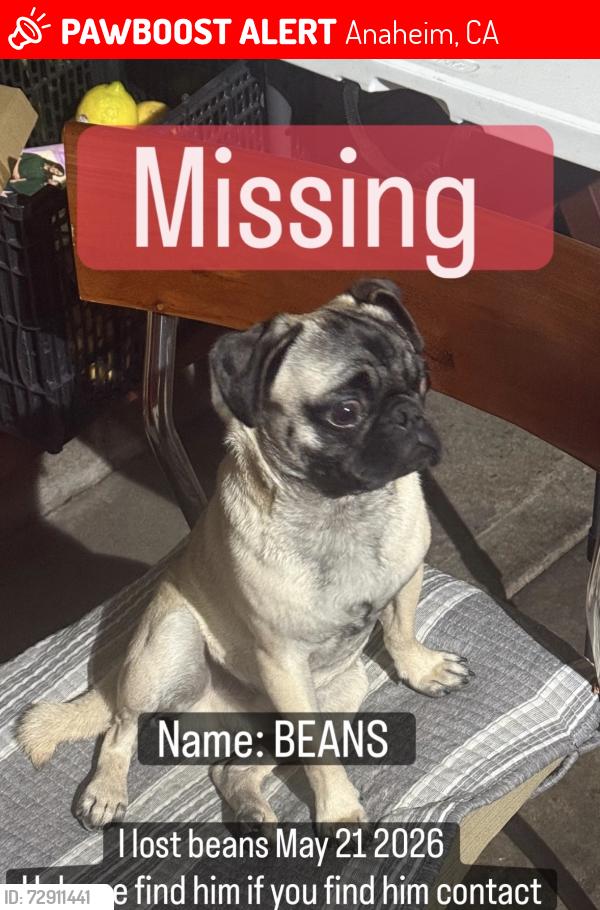 Lost Male Dog last seen Last seen on Anaheim Blvd and Vermont , Anaheim, CA 92805