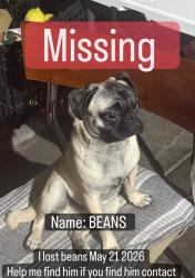 Lost Male Dog last seen Last seen on Anaheim Blvd and Vermont , Anaheim, CA 92805