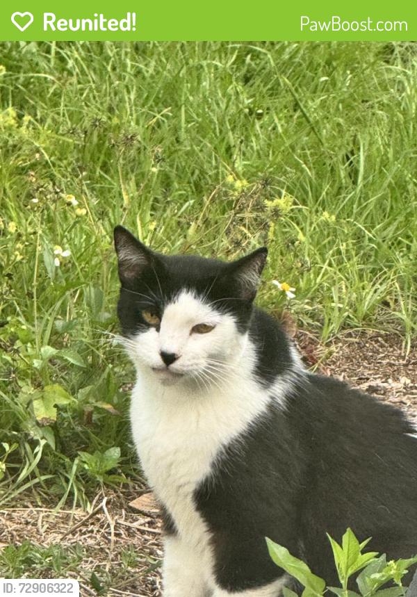 Reunited Unknown Cat last seen Palm Bay rd us1, Palm Bay, FL 32905