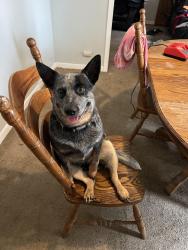 Reunited Male Dog last seen Vineyard Ave and Turney, Cleveland, OH 44105