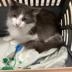 Shelter Stray Female Cat last seen , Memphis, TN 38133