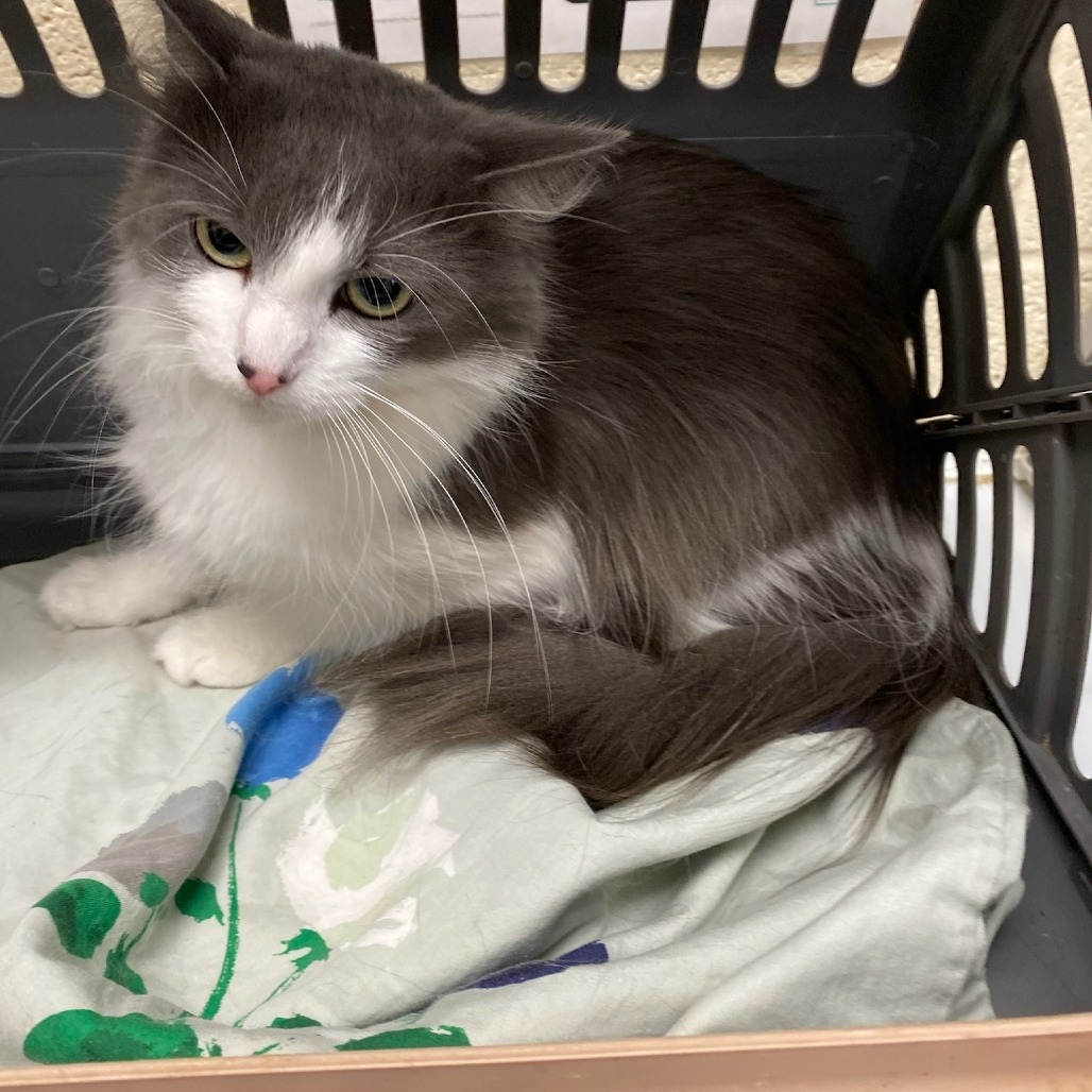 Shelter Stray Female Cat last seen , Memphis, TN 38133