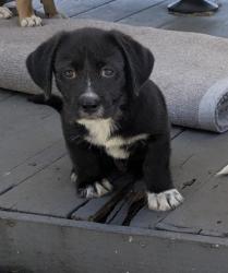 Reunited Male Dog last seen Near ne 132nd st, North Miami, FL 33161
