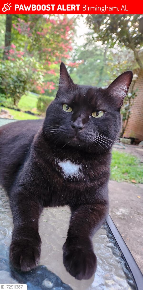 Lost Female Cat last seen Lisa Lane and Willow Lane, Birmingham, AL 35206