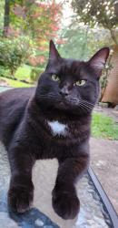 Lost Female Cat last seen Lisa Lane and Willow Lane, Birmingham, AL 35206