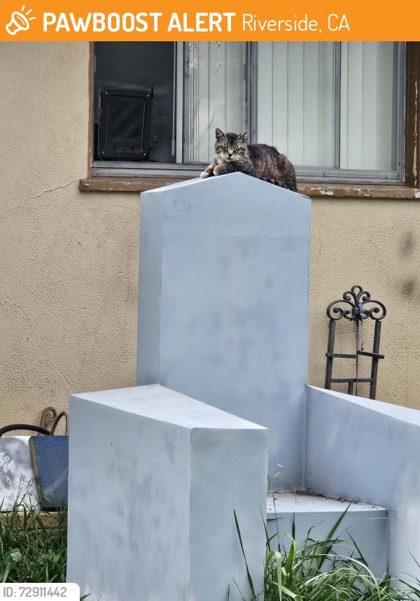Found/Stray Unknown Cat last seen Arlington/Malibu Dr , Riverside, CA 92504