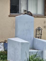 Found/Stray Unknown Cat last seen Arlington/Malibu Dr , Riverside, CA 92504
