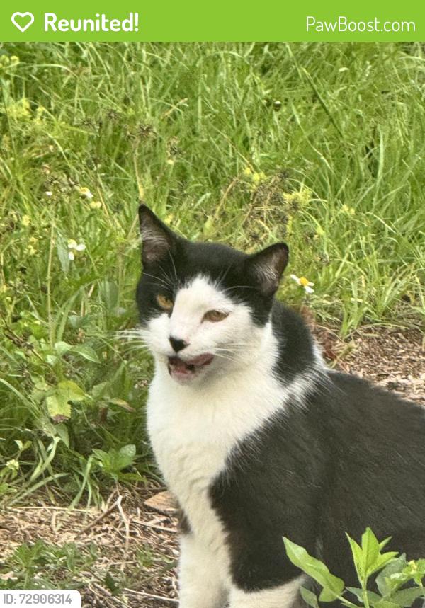 Reunited Unknown Cat last seen Palm Bay Rd & us1, Palm Bay, FL 32905