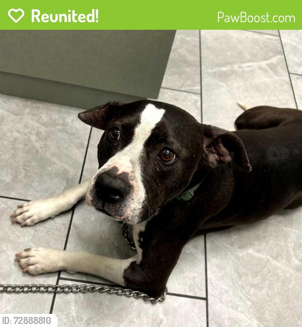 Reunited Female Dog last seen Laurel Ave & Baseline Rd, Fontana, CA 92336