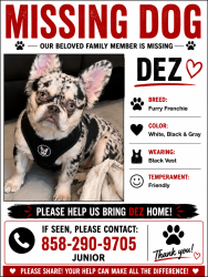 Lost Male Dog last seen Near w San Ysidro blvd , San Diego, CA 92173
