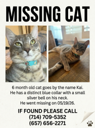 Reunited Male Cat last seen East St  and  Ball Rd, Anaheim, CA 92805
