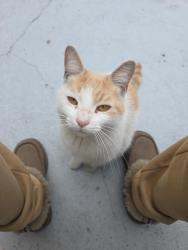 Found/Stray Female Cat last seen Near Ave & 87 Ave on Van Wyck Expwy , Queens, NY 11435