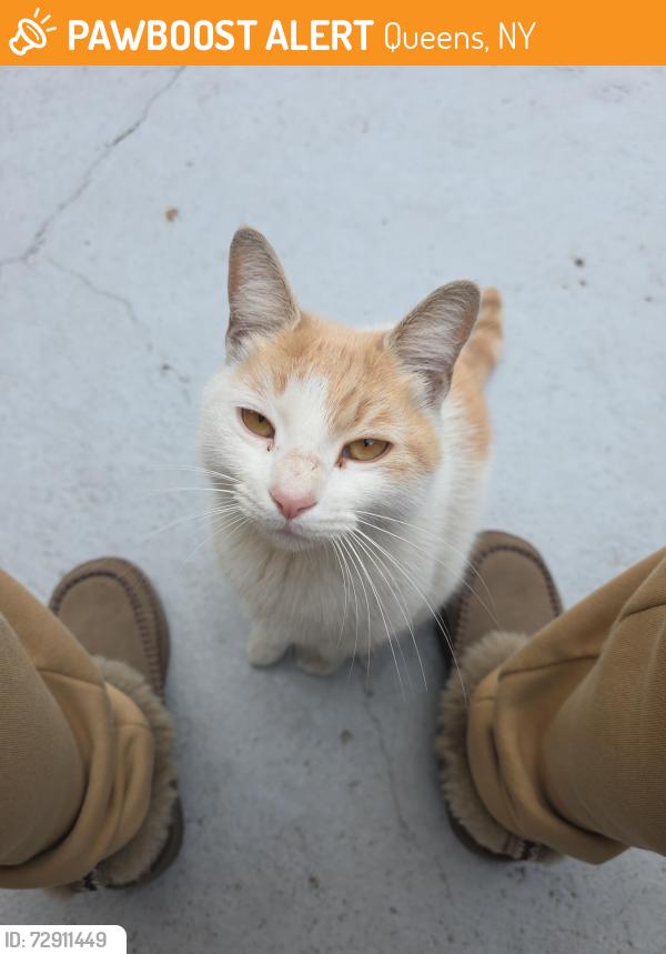Found/Stray Female Cat last seen Near Ave & 87 Ave on Van Wyck Expwy , Queens, NY 11435