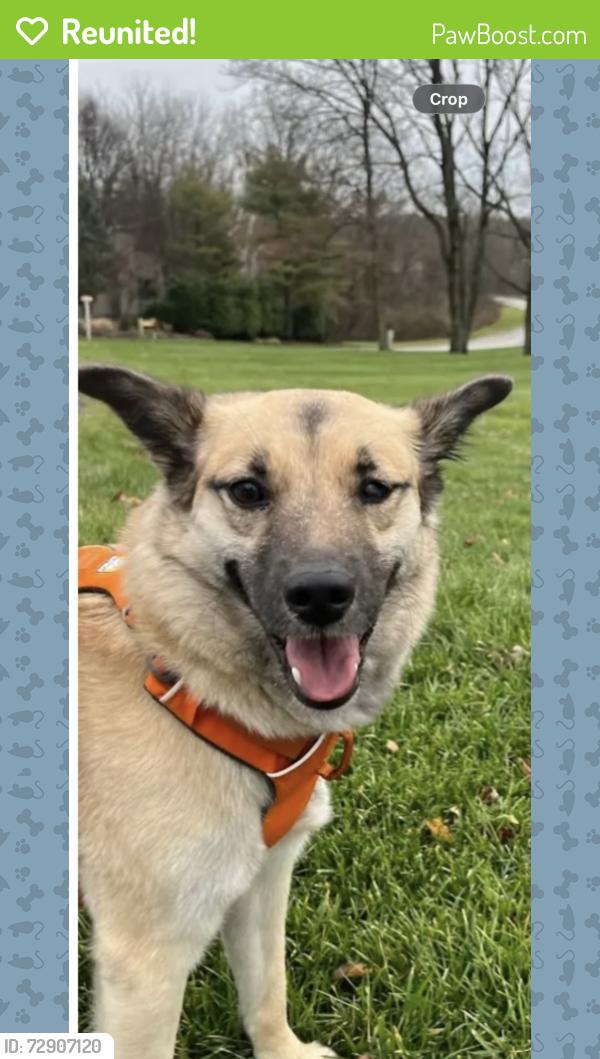 Reunited Female Dog last seen Meadowbrook Lane west Chester pa, East Goshen Township, PA 19380
