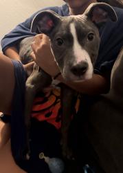 Found/Stray Female Dog last seen Hidden lake apmts, San Antonio, TX 78249