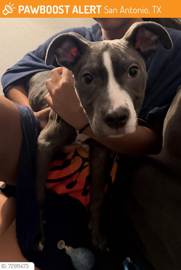Found/Stray Female Dog last seen Hidden lake apmts, San Antonio, TX 78249