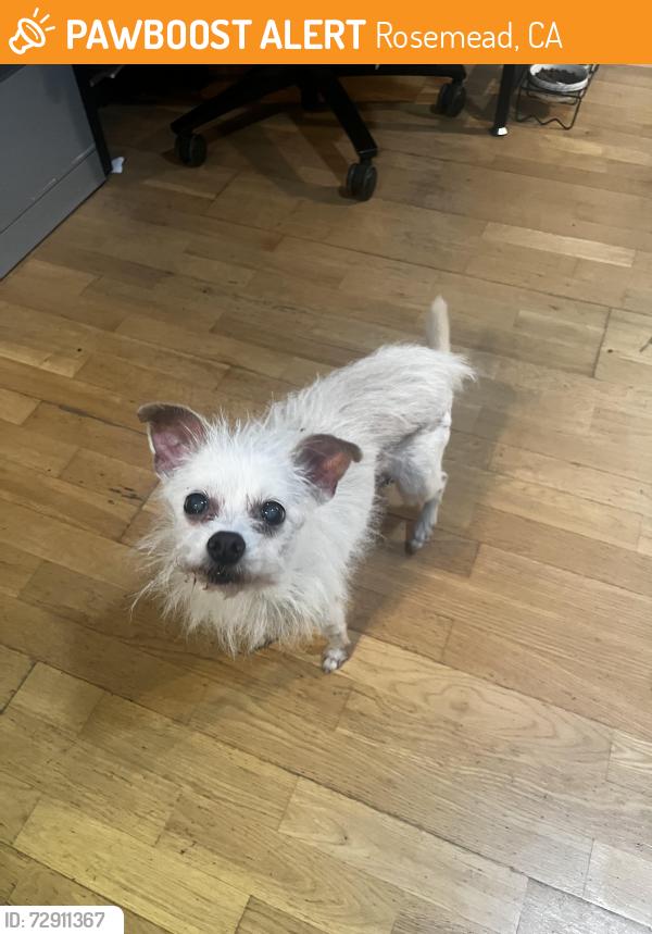 Found/Stray Female Dog last seen Temple city blvd. and Loftus, Rosemead, CA 91770