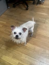 Found/Stray Female Dog last seen Temple city blvd. and Loftus, Rosemead, CA 91770