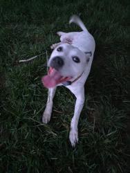 Found/Stray Female Dog last seen Avis Lane , Knoxville, TN 37914