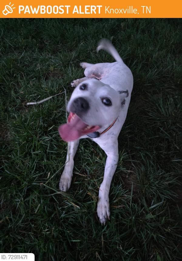 Found/Stray Female Dog last seen Avis Lane , Knoxville, TN 37914
