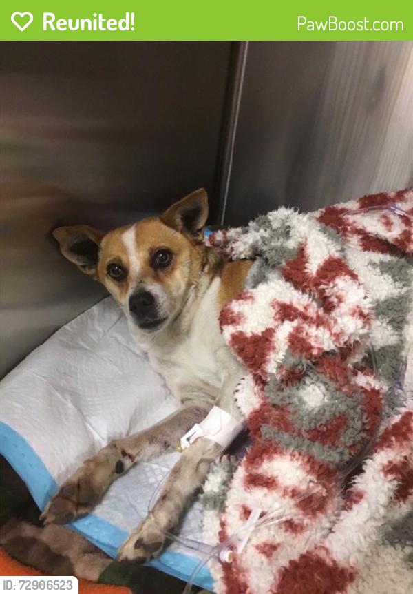 Reunited Female Dog last seen 26th and Delgado , San Antonio, TX 78237