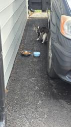 Found/Stray Unknown Cat last seen The Maison apmts , Westerville, OH 43081