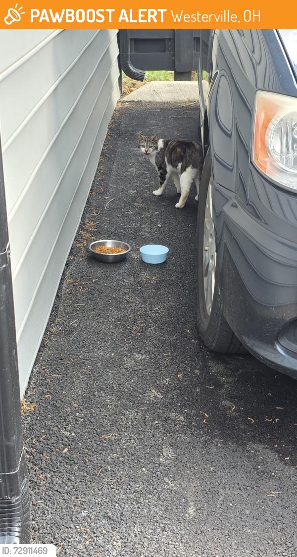 Found/Stray Unknown Cat last seen The Maison apmts, Westerville, OH 43081