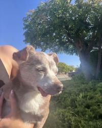 Reunited Male Dog last seen Sycamore Ave and Lupine rd , Hercules, CA 94547