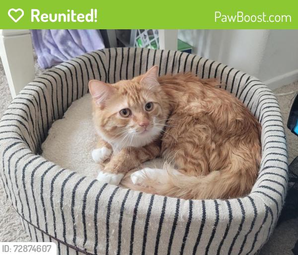 Reunited Male Cat last seen Aster/Air Express way in Adelanto , Adelanto, CA 92301