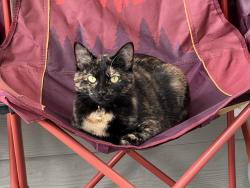 Lost Female Cat last seen Plott creek rd, Waynesville, NC 28786