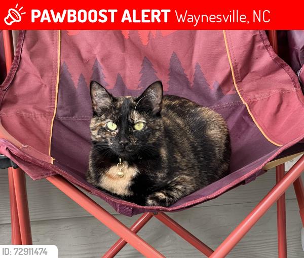 Lost Female Cat last seen Plott creek rd, Waynesville, NC 28786