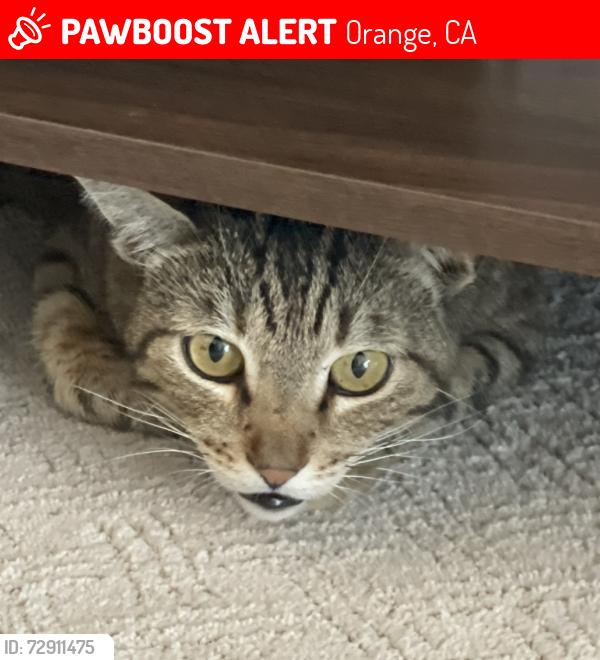 Lost Male Cat last seen Violet and almond off palmyra, Orange, CA 92869