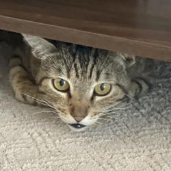Lost Male Cat last seen Violet and almond off palmyra, Orange, CA 92869
