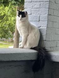 Found/Stray Unknown Cat last seen park st sw, Grand Rapids, MI 49504