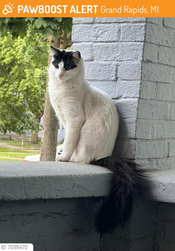 Found/Stray Unknown Cat last seen park st sw, Grand Rapids, MI 49504