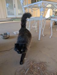 Reunited Unknown Cat last seen 59th Ave & W Northern Ave , Glendale, AZ 85301