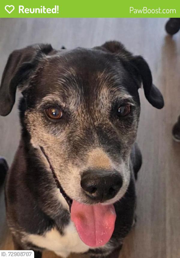 Reunited Male Dog last seen Cleveland Springs, Johnston County, NC 27529