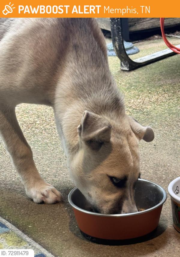 Found/Stray Male Dog last seen Chippingham, Memphis, TN 38016
